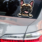 French Bulldog sticker on car window - waterproof decal application example for dog parents
